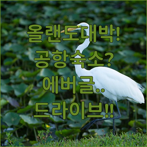 공항 근처 숙소와 함께하는 올랜도 에버글레이즈 국제 드라이브 여행
